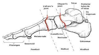 Era Of Knowledge: Hallux valgus deformity (bunion)