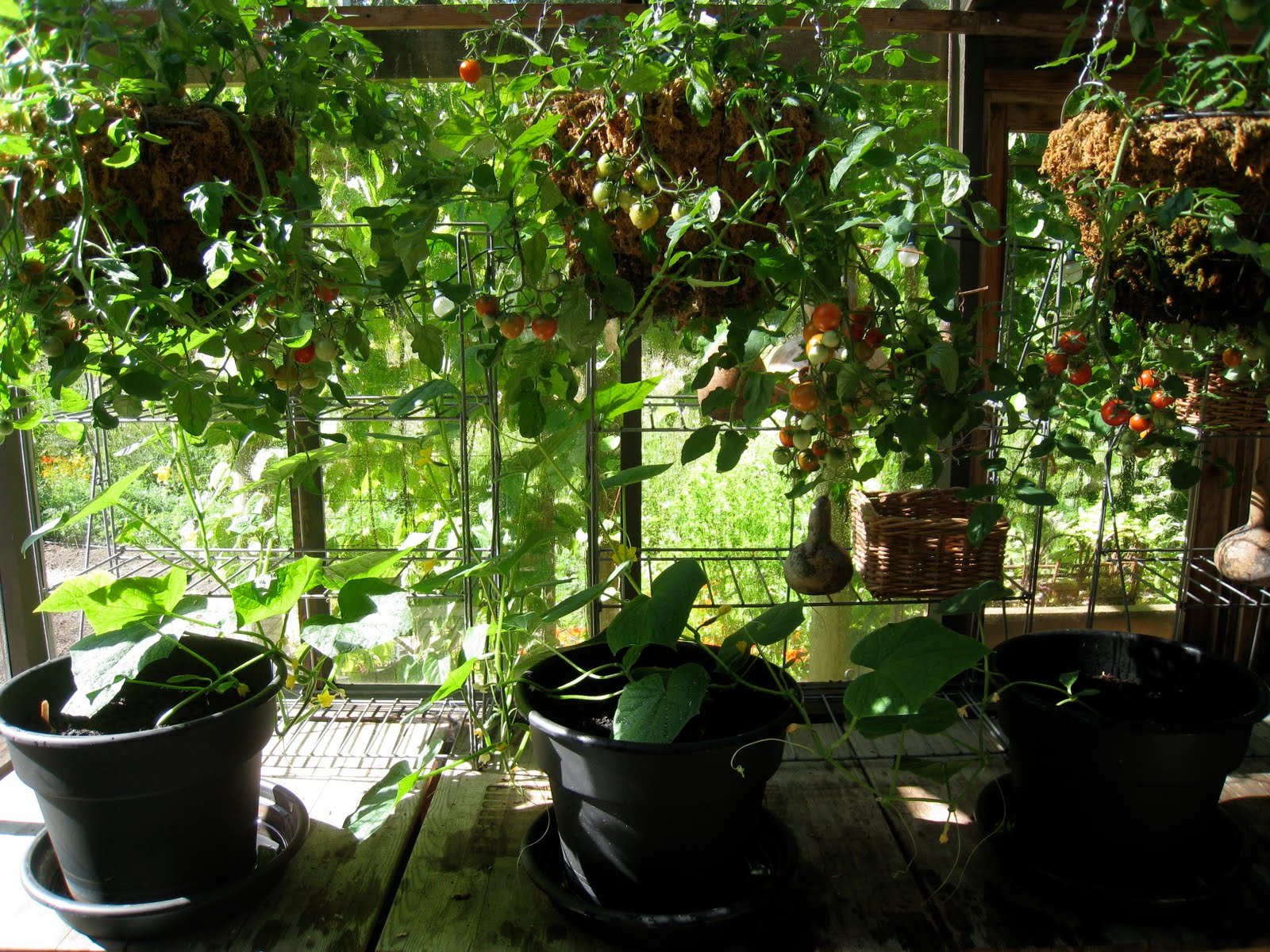 Christina's Garden Tumbler tomatoes in containers, part 1