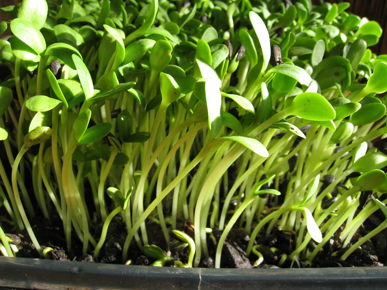 Christina's Garden sunflower shoots