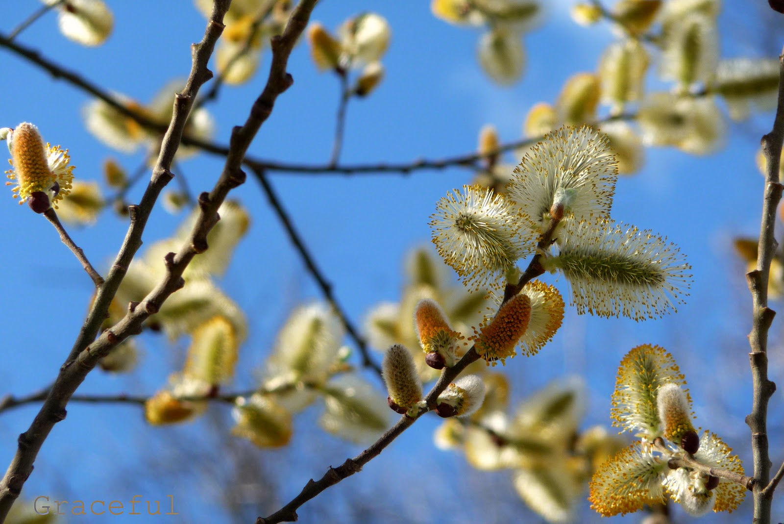 IIS 8.5 erro detalhado - 404.0 - nÃ£o encontrado
