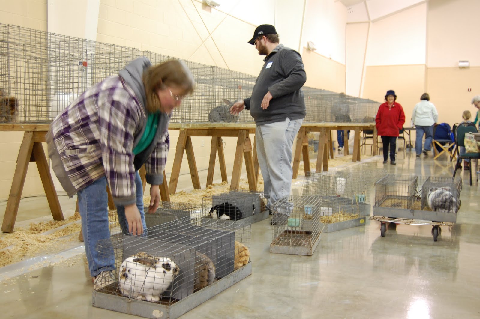 Wells County 4H Fair NE Indiana Rabbit Show at Wells County 4H