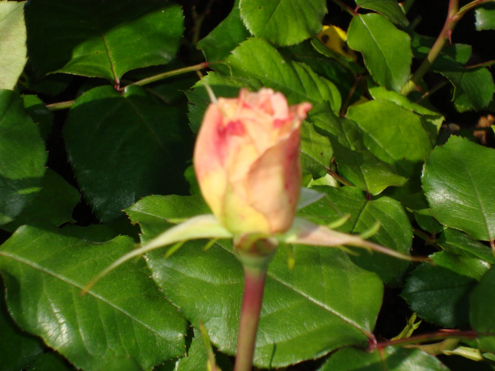 Rosa divina que en gentil cultura