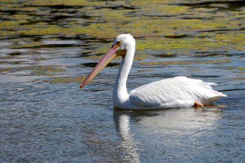 Field Notes and Photos: American White Pelicans: Placida, Florida