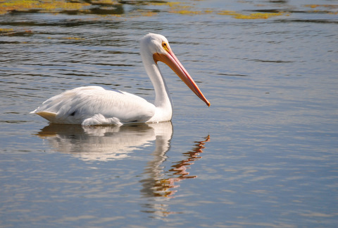 Field Notes and Photos: American White Pelicans: Placida, Florida