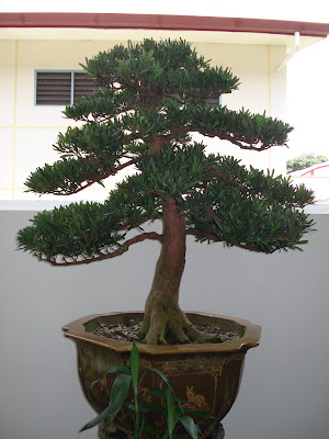 Feng Shui Wonders: The Relationship of tree and plants in “Feng Shui ...
