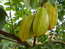 Carambola