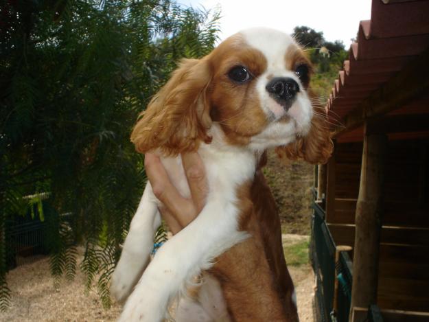 [chevalier+king+charles.jpg]