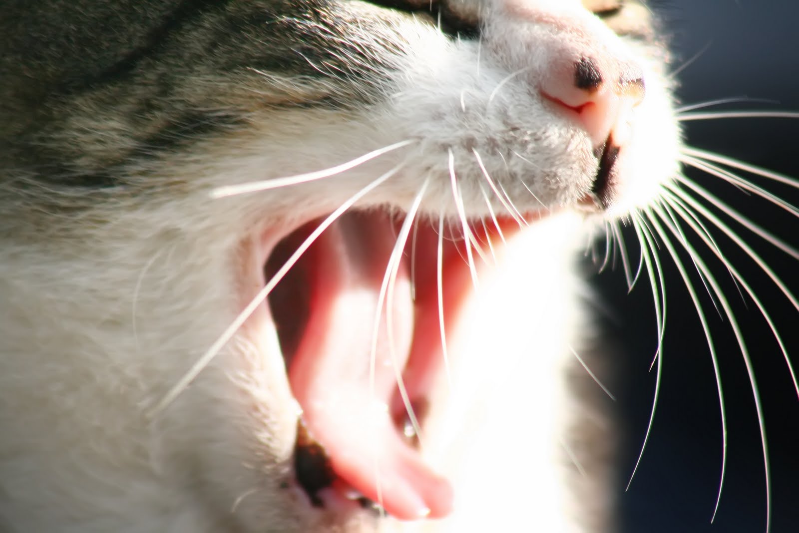 Звуки кричащих котов. Кот зевает. Зевающий кот аватарка. Аватарка котик зевает.
