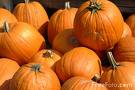 [pumpkins.jpg]