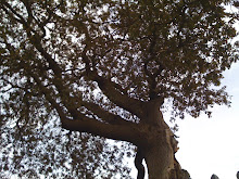 The Royal Oak at Boscobel