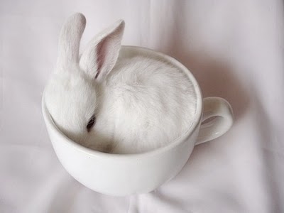 [adorable,bunneh,,,,cute,sweetness,bunny,rabbit-b568b673cd65080f4edd71e58c242e45_h.jpg]