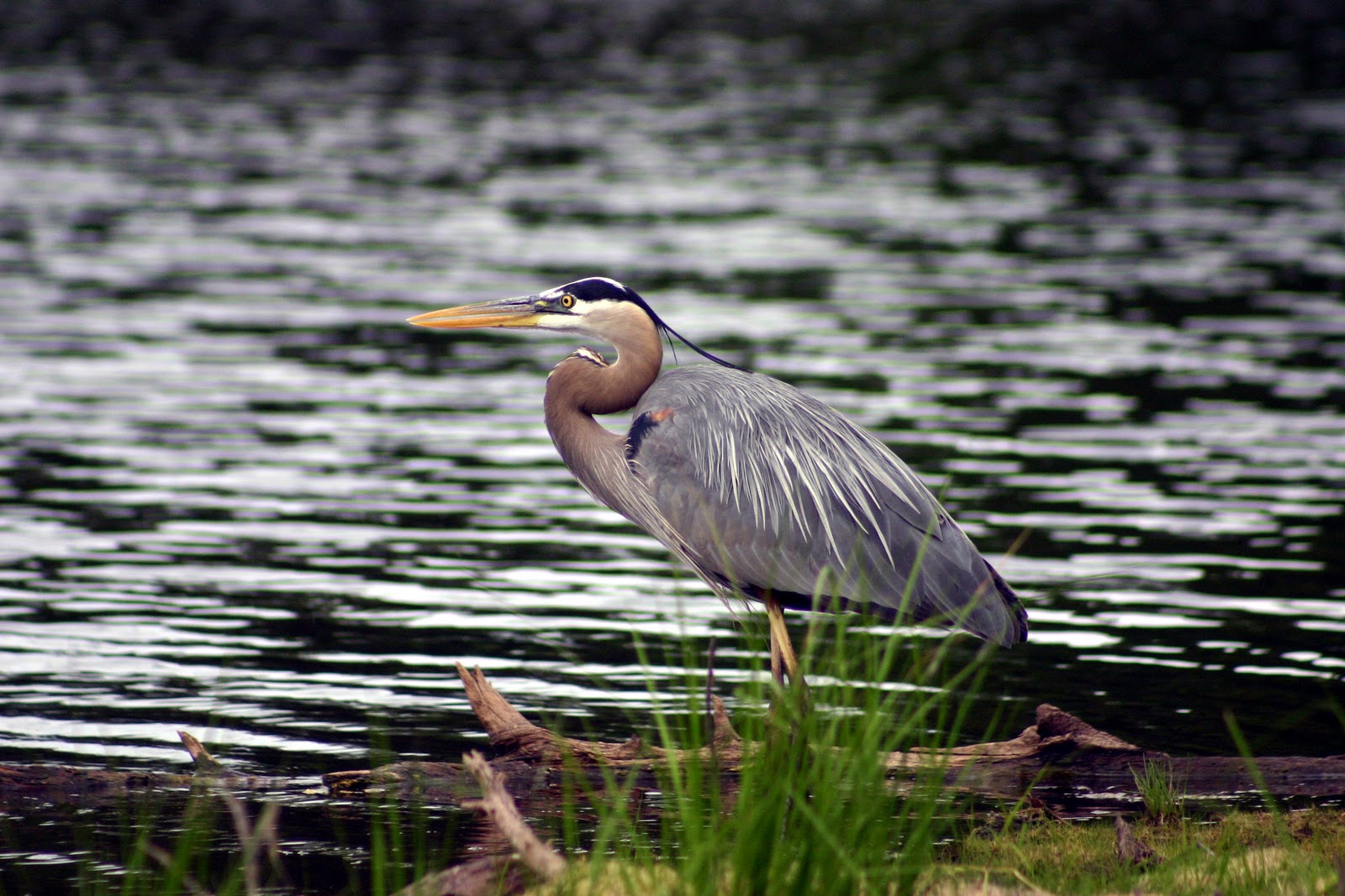 john-mona-s-blog-wildlife-on-the-chippewa-flowage-was-fantastic