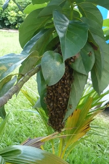 La vida en mi patio: La visita de las abejas