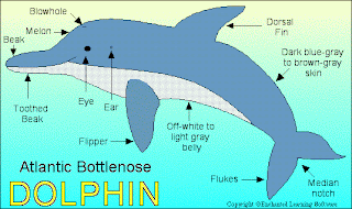 DOLPHIN-FACTS-BLOG: ANATOMY OF A DOLPHIN