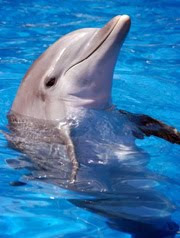 Dolphins Always Seem To Have A Smile