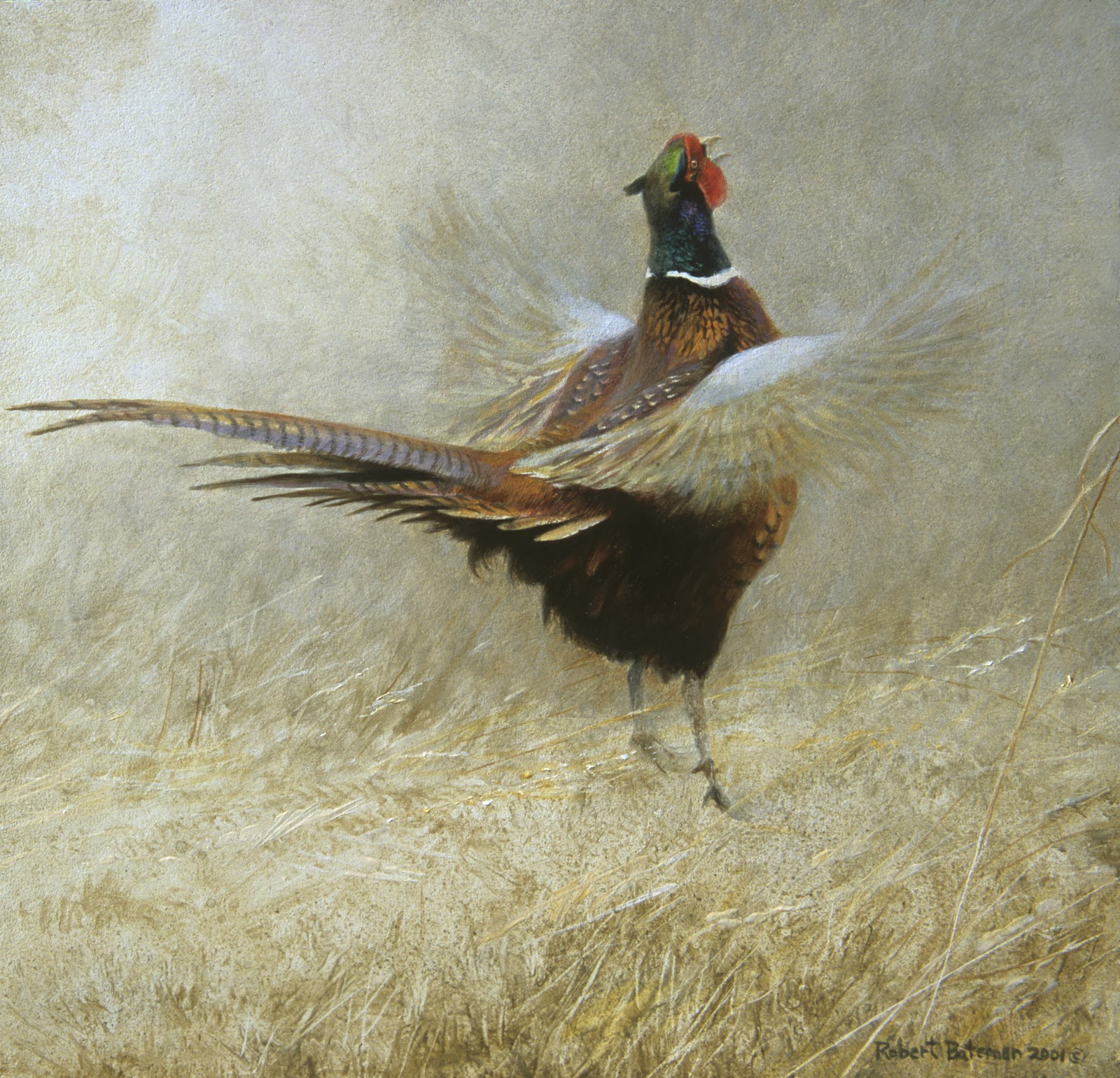 Tim Wootton Wildlife Art Drawing & Painting Birds New Book Release
