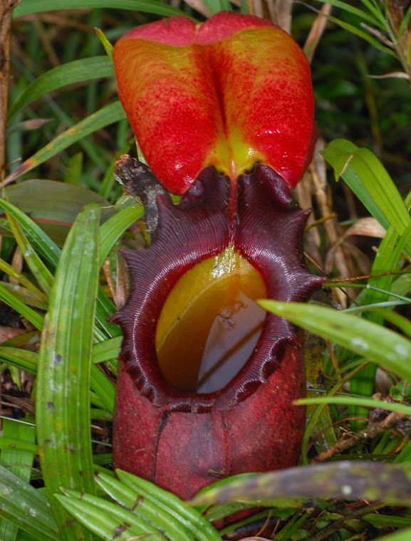 CAI UM MITO-Planta 'carnívora' na verdade só come fezes de pequenos mamíferos. FONTE-G1
