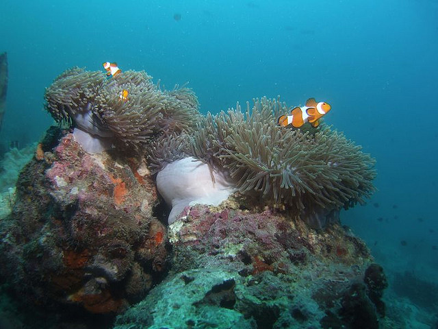 Pemandangan batu karang di dasar laut pulau redang