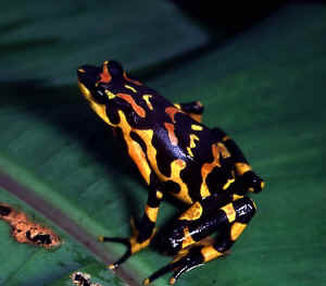 [01_atelopus_varius_robert_puschendorf.jpg]