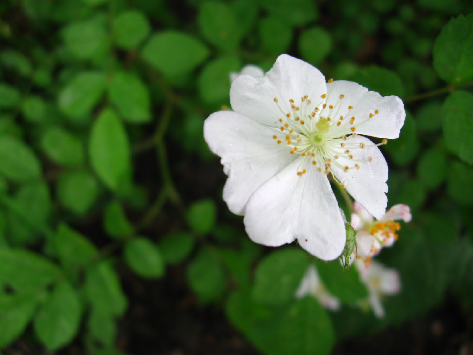 New York City Wildflowers Wild rose