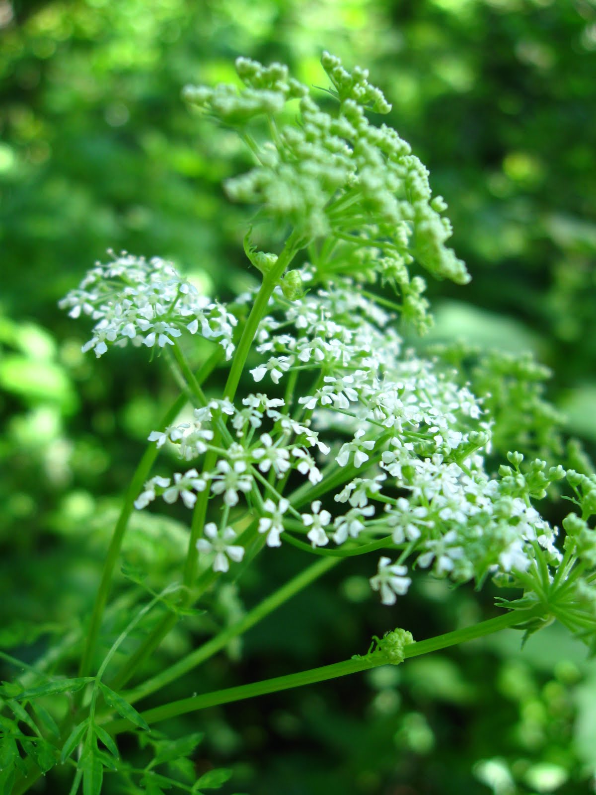 Hemlock.jpg