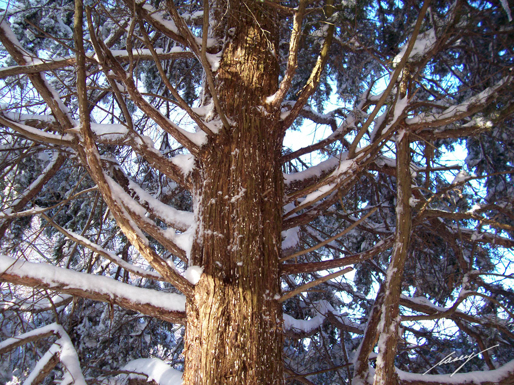 casey/artandcolour: Surprise! Huge Snowfall Last Night. Again.