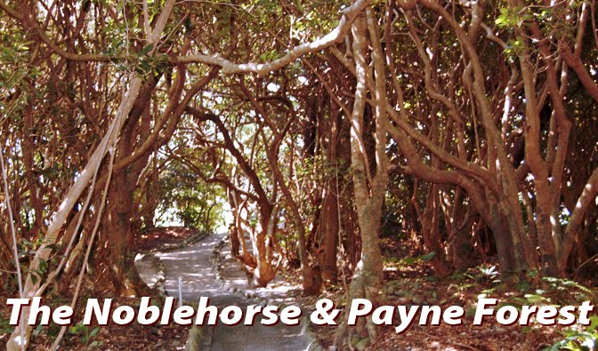 The Noblehorse & Payne Forest