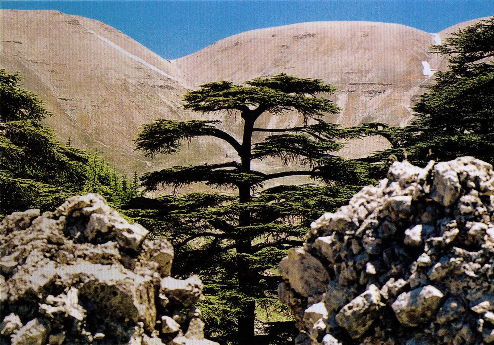 Природа ливана