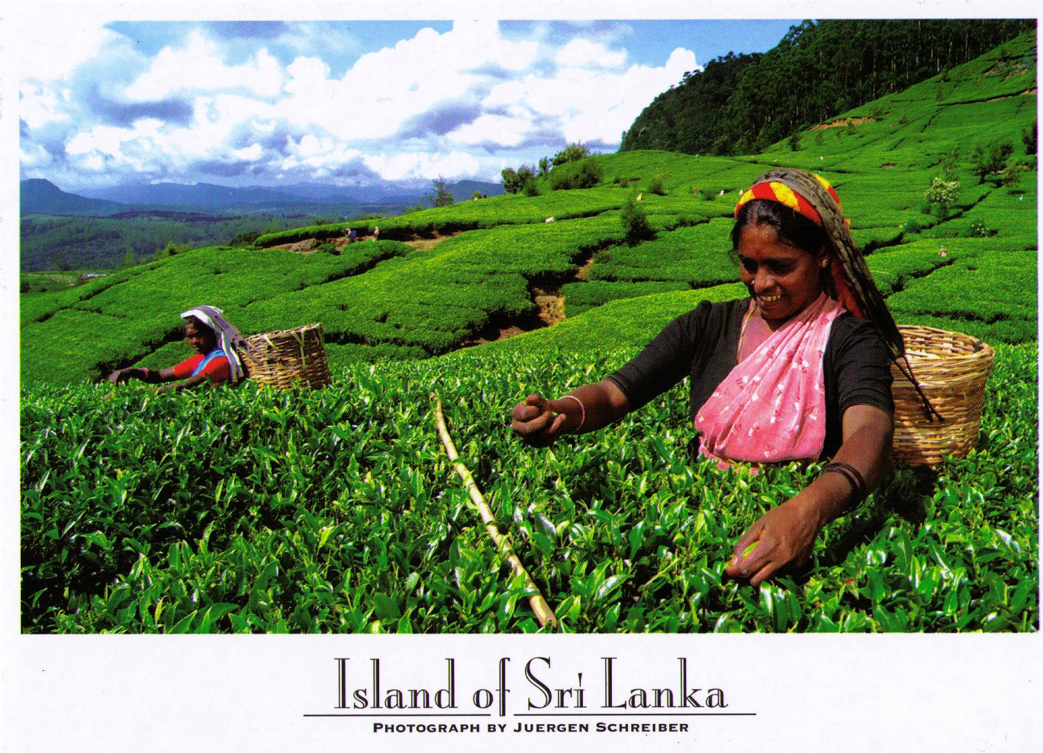 Обмен шри ланка. Шри Ланка плантации чая. Чайная фабрика в Шри Ланке. Чайные плантации Шри Ланка экскурсия. Чайные плантации в Шри Ланке е.