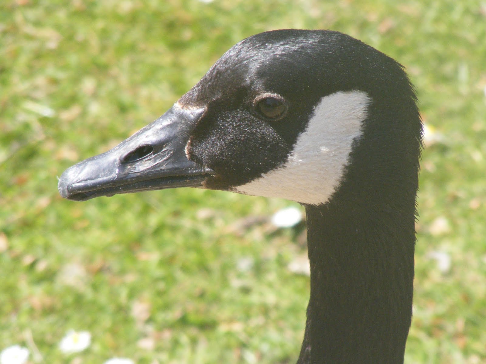 The Disillusioned Taxonomist: Invasive Species: Canada Goose