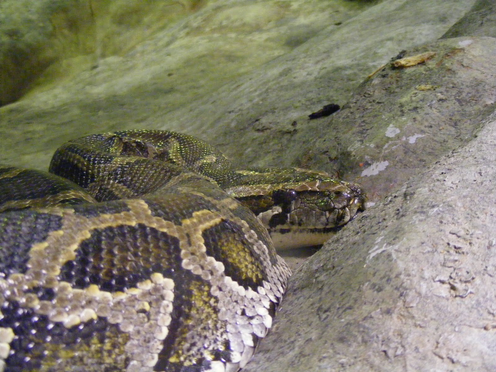 Презентация по теме пайтон. Питон темы. Презентация по языку программирования python. Язык програмирования митон. Питон язык программирования.