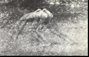 [meninas+lobas3.jpg]