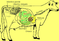 vaca digestivo aparato rumiantes domesticos estmagos mitos sustancia asistente veterinario investigasion interactuando tic