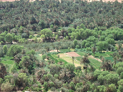 واحة تافيلالت / الراشيدية / المغرب