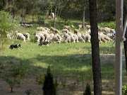 Nomadic sheep and sheepdogs