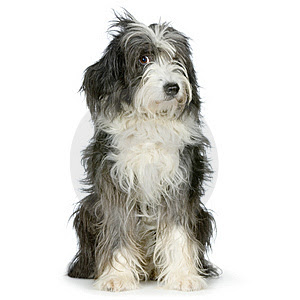 shaggy dog blind