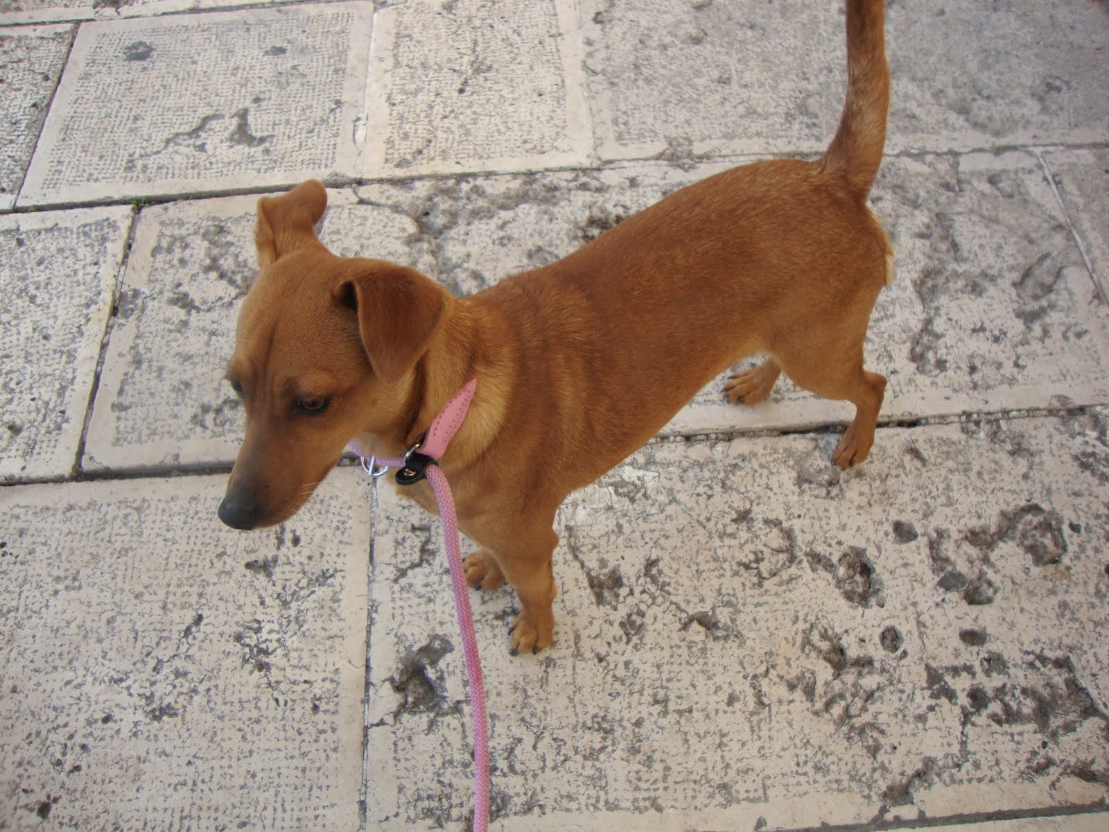 QUA LA ZAMPA!: INCROCIO BASSOTTO - PINCHER - 7KG