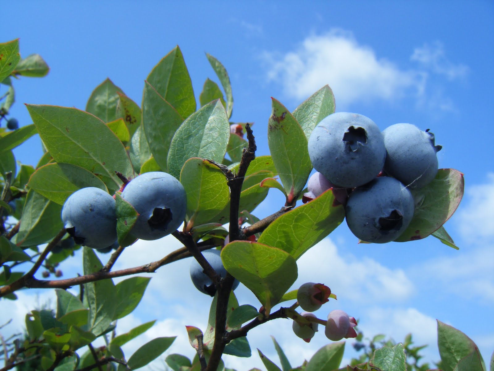 Half a Yard Blueberry Picking