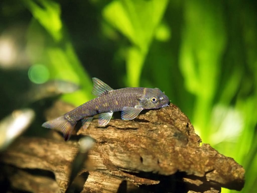 коридорас венесуэла оранж. рыбки гарра руфа. рыба доктор гарра руфа. рыба доктор гарра руфа. рыбки гарра руфа.