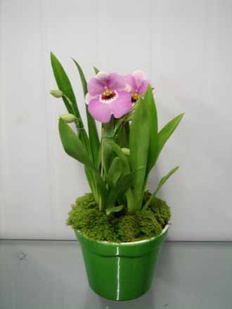 PlantaSonya: Orquídea Amor-Perfeito (Miltônia Hybrid)