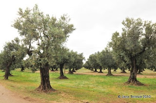 Calabria olive trees