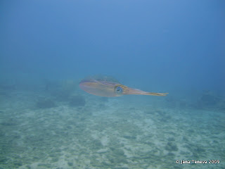 Squid reserve Cousteau