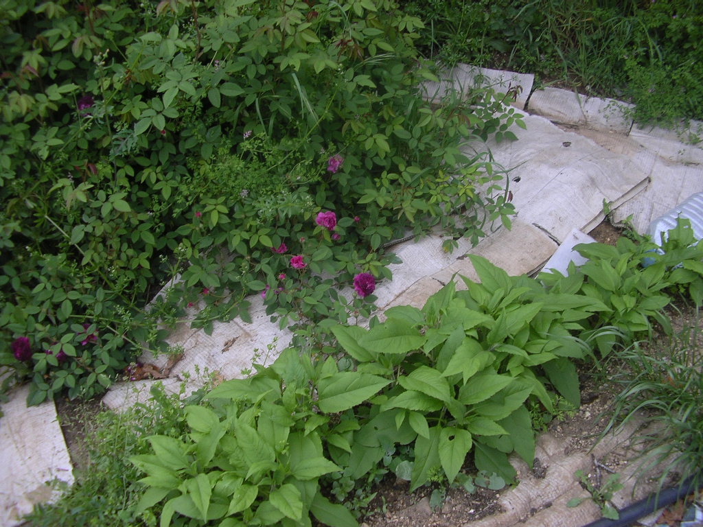 [roses+&+jerusalem+artichokes.JPG]