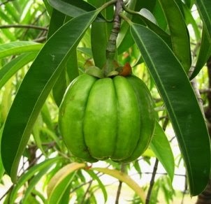 garcinia tira a vontade de comer doce