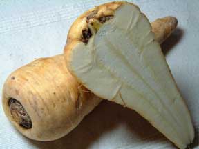 [parsnip.jpg]