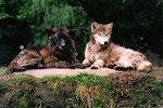 Wolf Couple