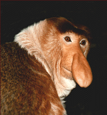[proboscis-monkey-big-nose.gif]