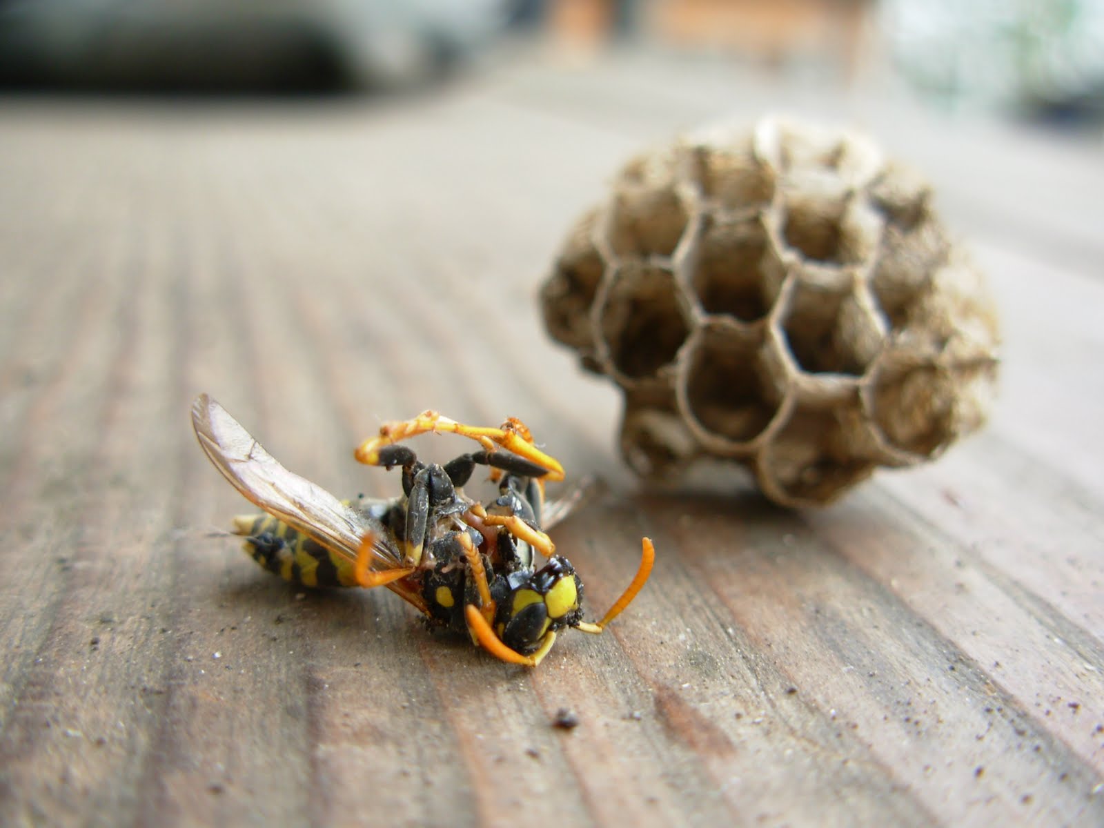 Urban Bees Enemies Of The Bees