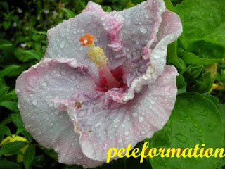 PeteFormation Foodie Adventure: Various Hybrids of Hibiscus (Bunga Raya ...