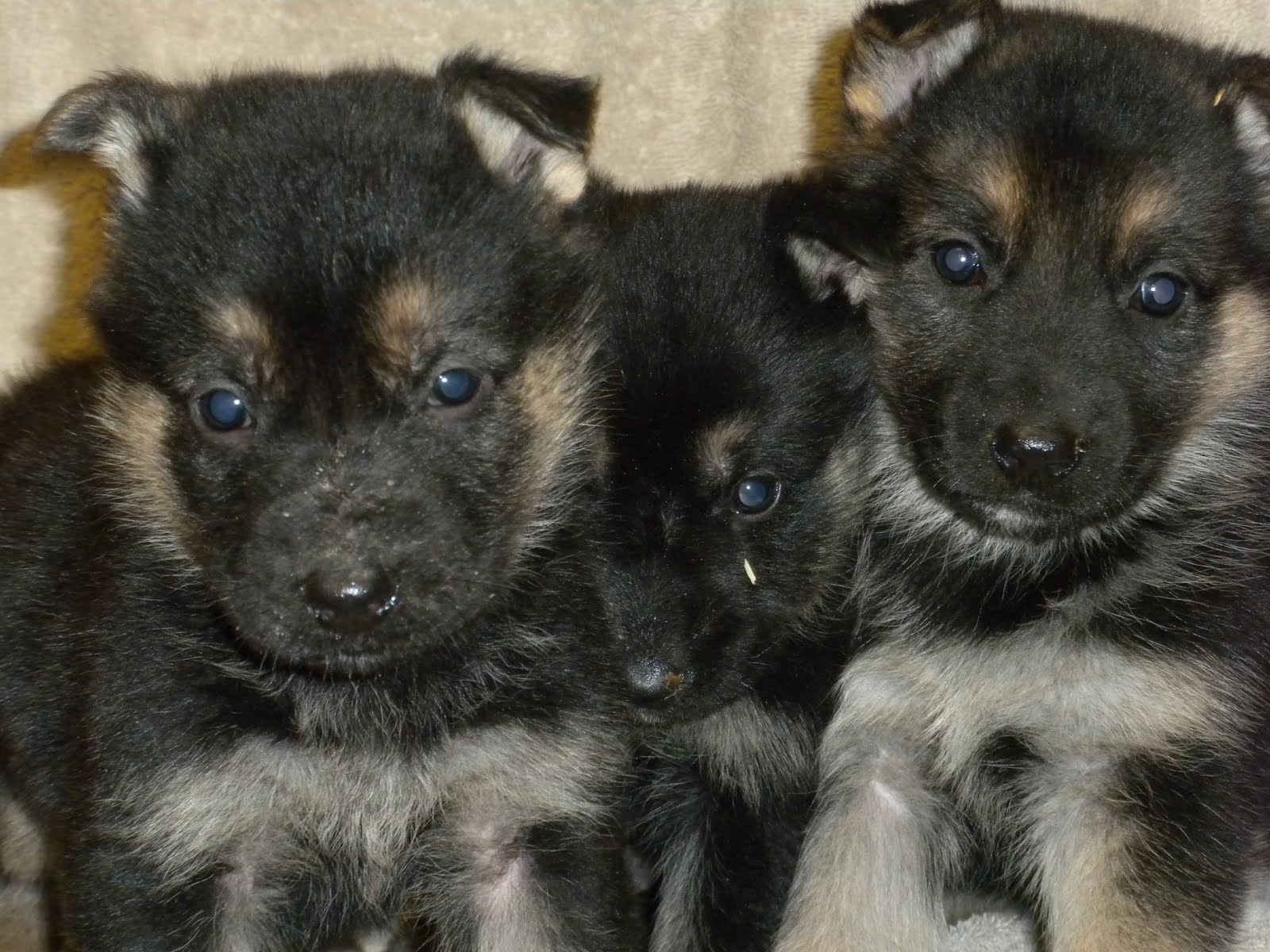 German Shepherds at SDI Kennels January 2011
